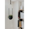 image:imageUmbra Bolo Hanging Planter for Succulents Herbs and Other Small Plants Single WhiteBrassBlack