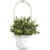 image:imageUmbra Triflora Hanging Planter Indoor Herb Garden Set of 3 WhiteBrass  Extendable metal rod adjustable rope lengths fits standard pots wall or ceiling mount holds 15 lbs recycled plasticWhiteBrass