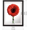 image:imageUmbra Document Frame  13x16 Picture Frame Floating Frame for Displaying 11x14 Document Diploma Certificate Photo or Artwork Black13 x 16 Pack of 2